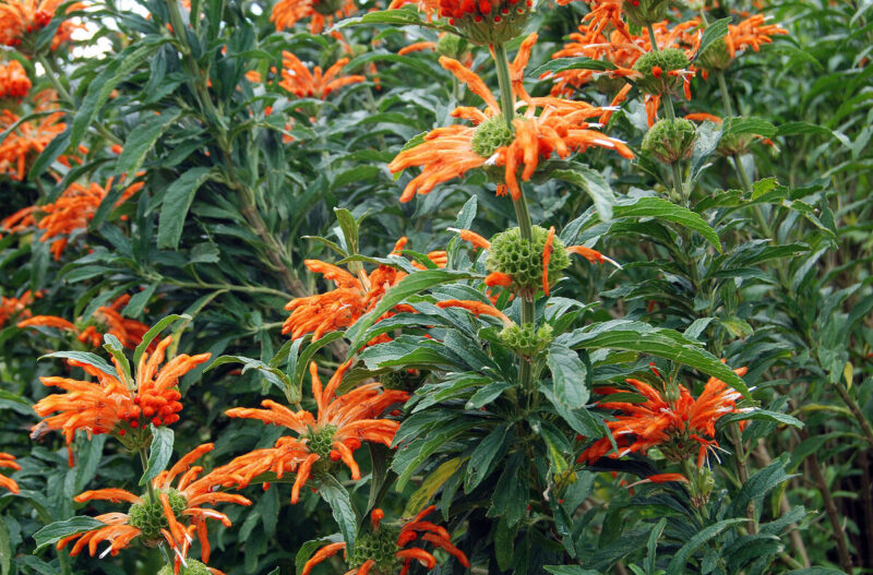 Leonotis leonorus