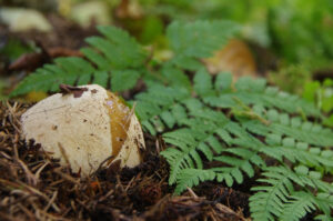 Pale yellow mushroom emerging from leaf litter and pine needles, beside green fern fronds in a forest floor scene